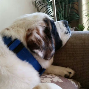 Meet your Posher, Barbara